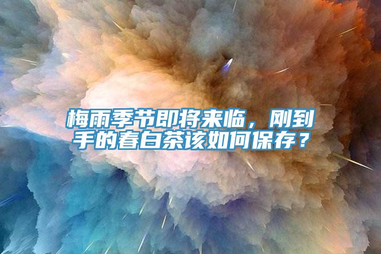 梅雨季節(jié)即將來臨，剛到手的春白茶該如何保存？