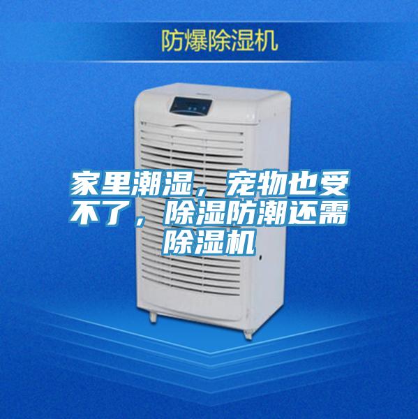 家里潮濕，寵物也受不了，除濕防潮還需除濕機